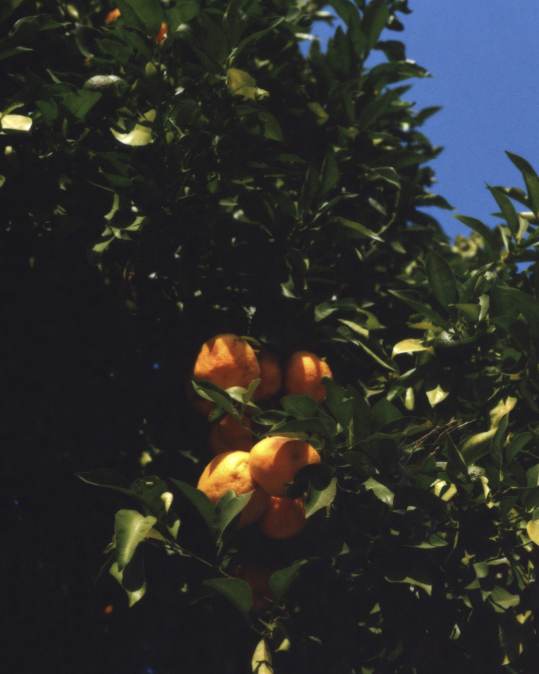 Lolly Would, project: Eternal Sunshine (Fig. 17)